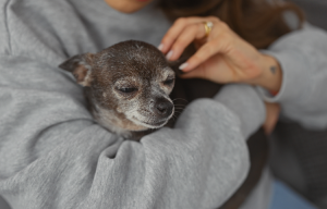 A senior grey chihuahua sits in the arms of his owner with eyes closed