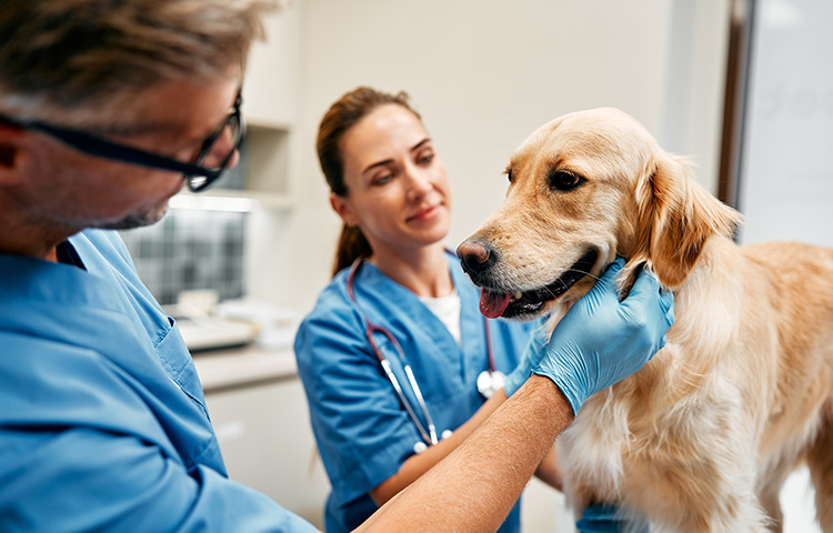 Senior Golden Retriever is comforted by a male and female veterinarian in blue scrubs.
