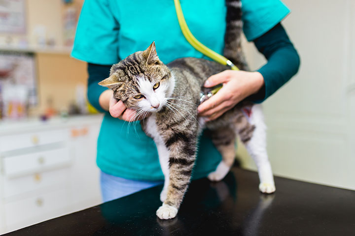 A tabby cat stands on a veterinary examining table while a vet checks a heart beat with stethoscope