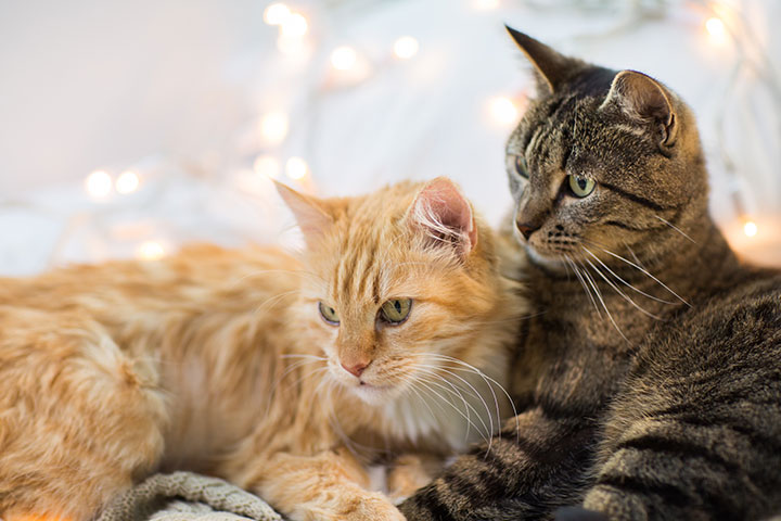 Two cats, one ginger, one tabby lie next to one another looking away from the camera