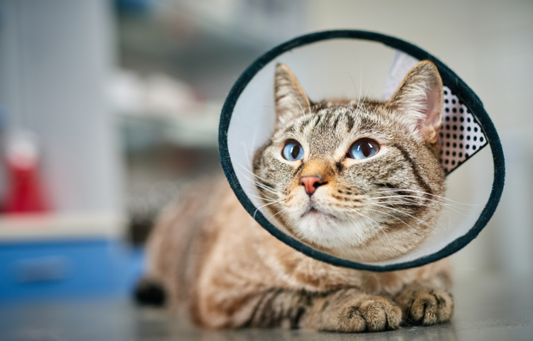 Tabby cat wearing a protective cone collar while lying down, looking upward in what appears to be a veterinary clinic.