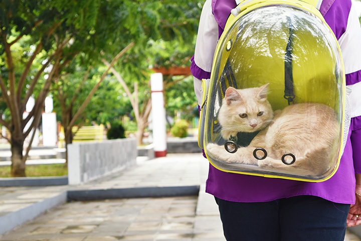 Cat laying comfortable in a cat carrier
